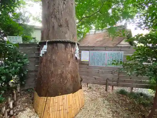 鎮守氷川神社の自然