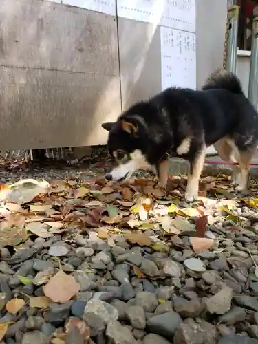 上目黒氷川神社(東京都)