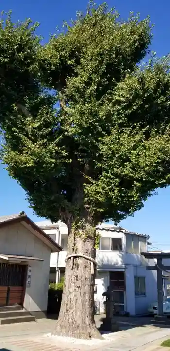 小向三輪神社の自然