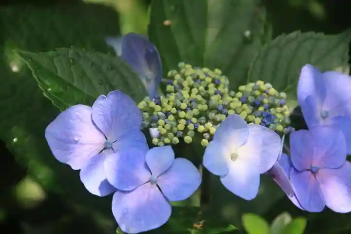 三春大神宮の庭園