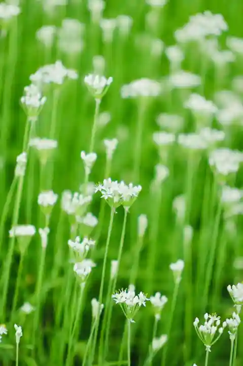 浄土寺(兵庫県)