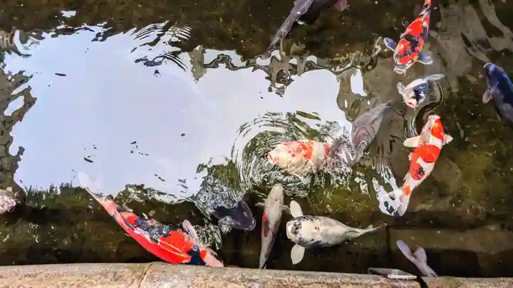 子安神社の動物