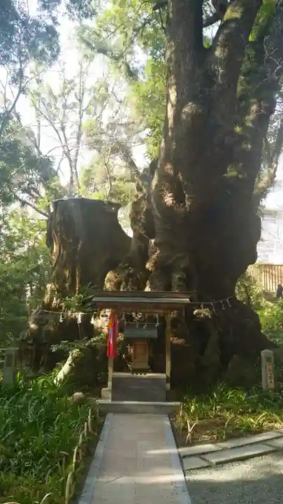 來宮神社(静岡県)