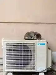 白金氷川神社の動物