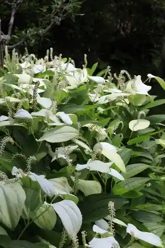 両足院(京都府)