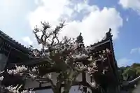 西教寺(滋賀県)