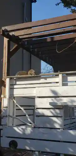 江島神社の動物