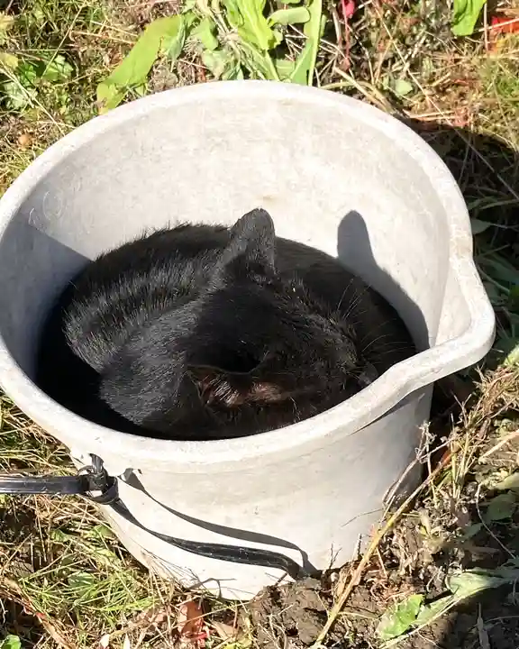 高司神社〜むすびの神の鎮まる社〜(福島県)