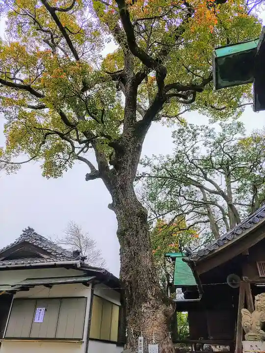 八幡社(児子八幡社)の自然
