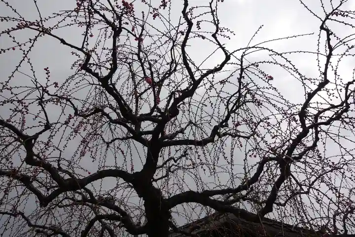 菅原天満宮(菅原神社)の自然