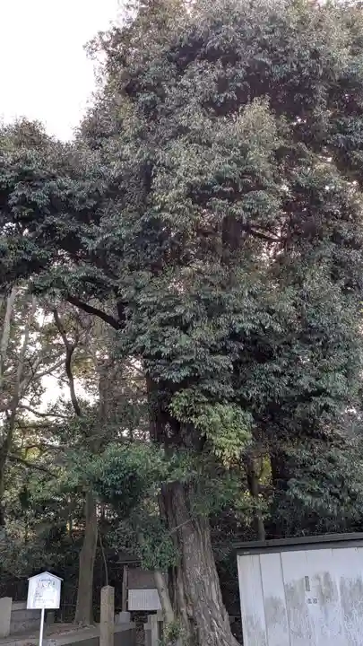 宇治神社の自然