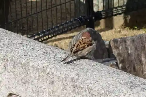杭全神社の動物