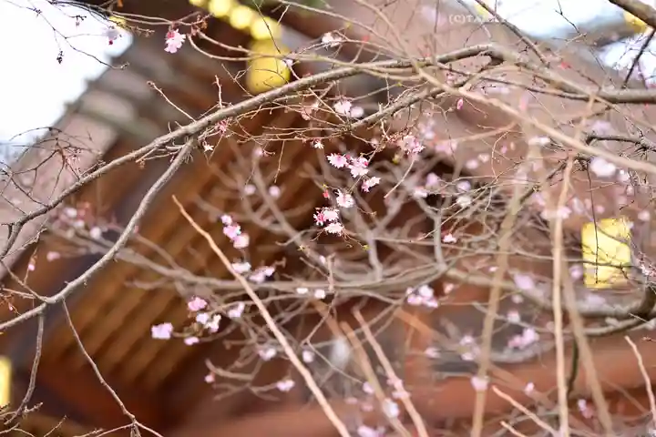 櫻木神社(千葉県)
