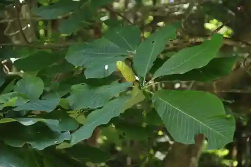磐椅神社の自然