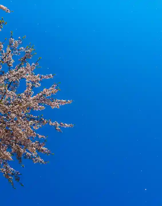 福井神社(福井県)