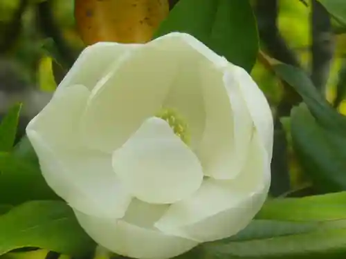 浄光明寺の自然