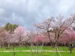 北海道神宮の自然