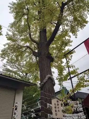 溝口神社の自然