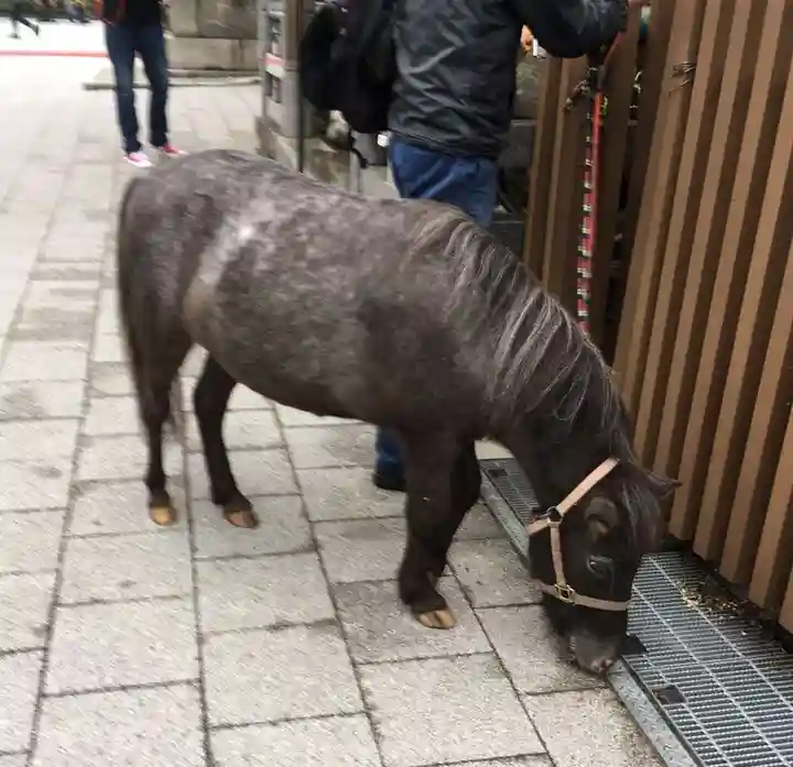 神田神社(神田明神)の動物