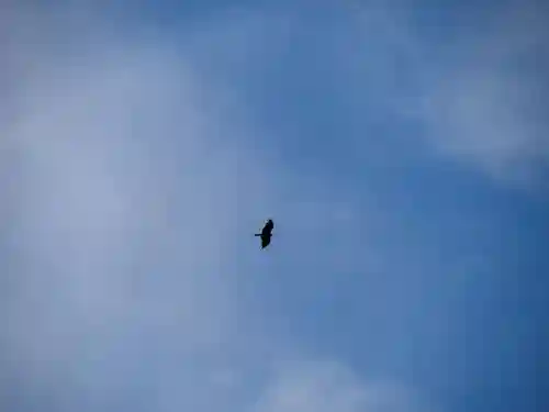 鶴岡八幡宮の動物