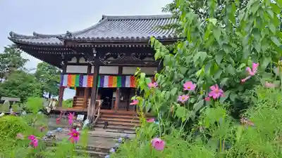 般若寺 ❁﻿コスモス寺❁(奈良県)