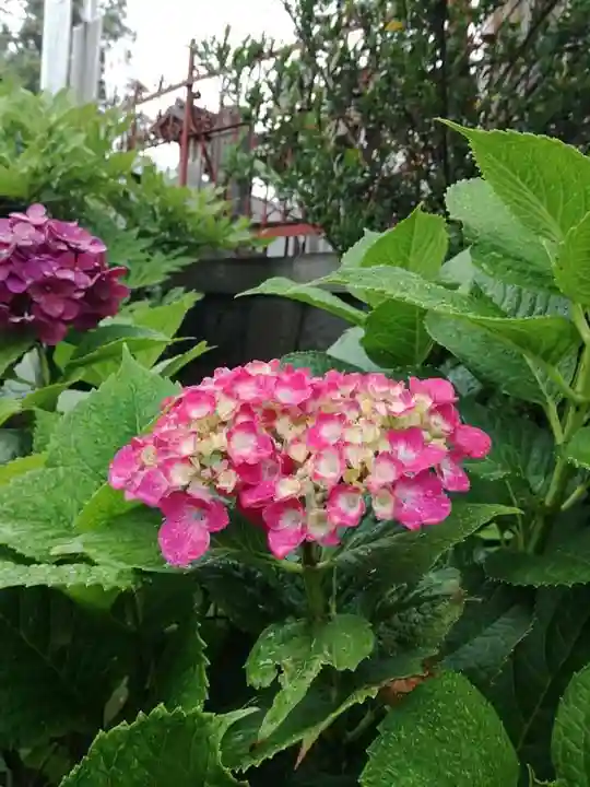 武蔵第六天神社の自然