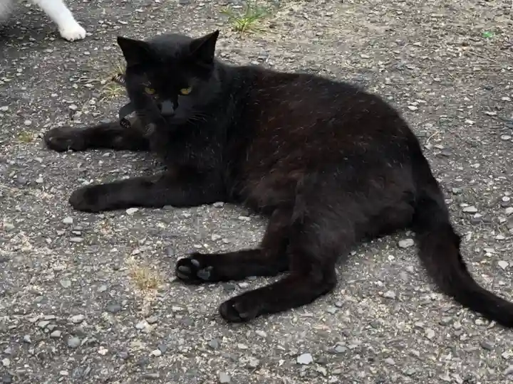 八幡神社の動物