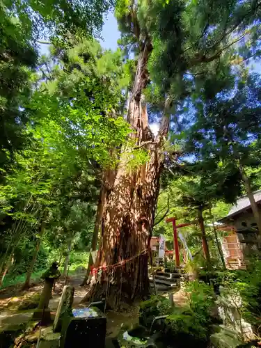 磐椅神社の自然