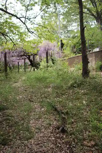 高山神社の自然