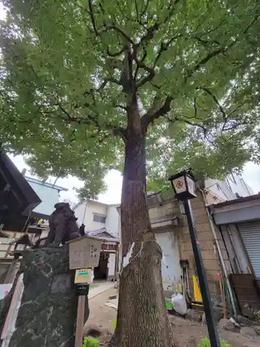 三島神社の自然