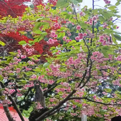 彌彦神社　(伊夜日子神社)の自然