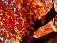 埼玉厄除け開運大師・龍泉寺(切り絵御朱印発祥の寺)の自然