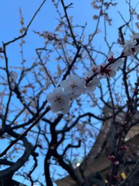 湯島天満宮の自然