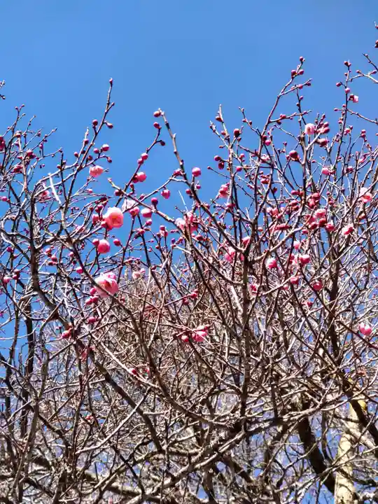 畑中神社の庭園