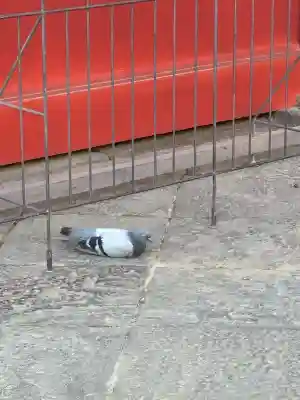 根津神社(東京都)