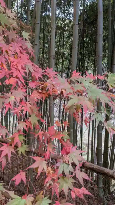 玉野御嶽神社の自然