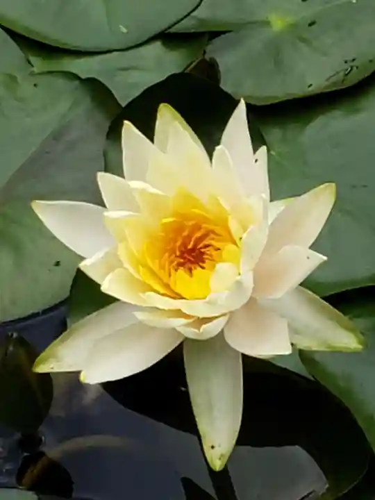 明治神宮の自然