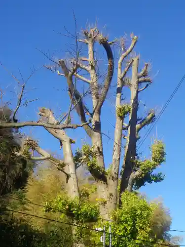御霊神社の自然