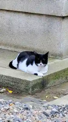 白金氷川神社の動物