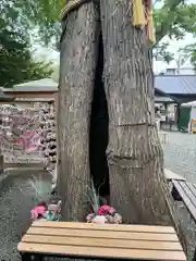 札幌諏訪神社の自然