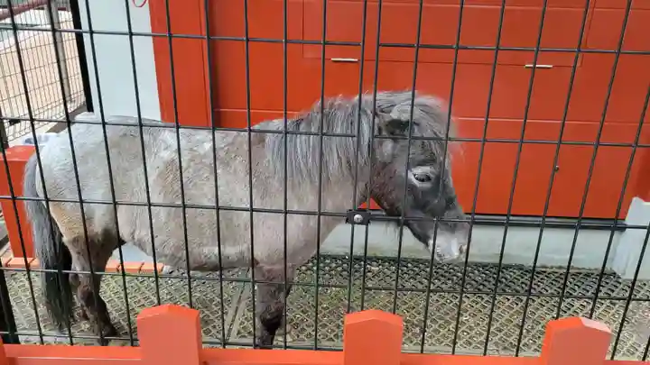 神田神社(神田明神)の動物