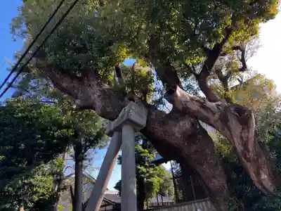 三島大明神社の自然