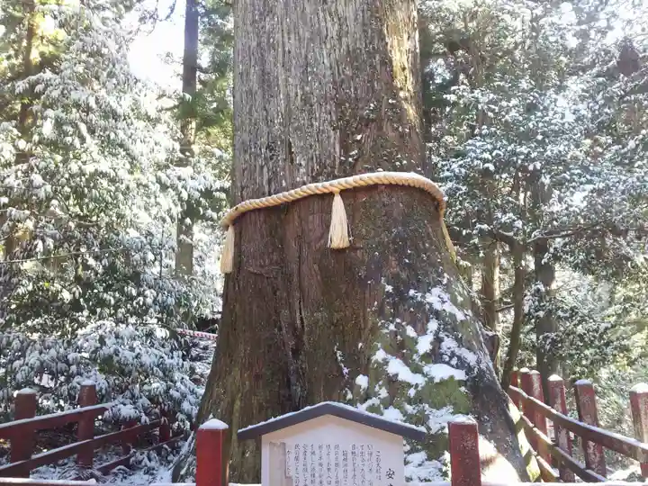 箱根神社の自然