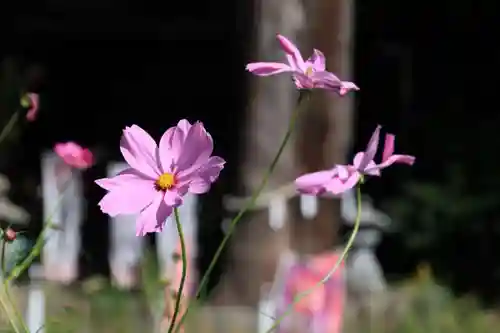 高司神社〜むすびの神の鎮まる社〜の自然