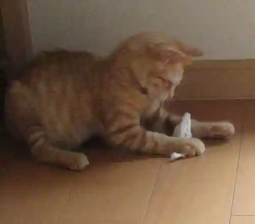 常清寺(神奈川県)