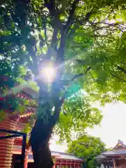 大杉神社(茨城県)