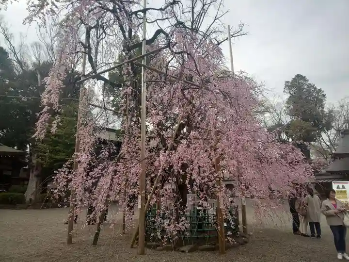大國魂神社の自然