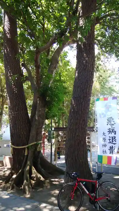 大宮・大原神社の自然