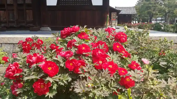 建仁寺(建仁禅寺)の庭園