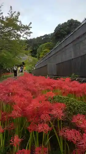 横浜　西方寺の自然